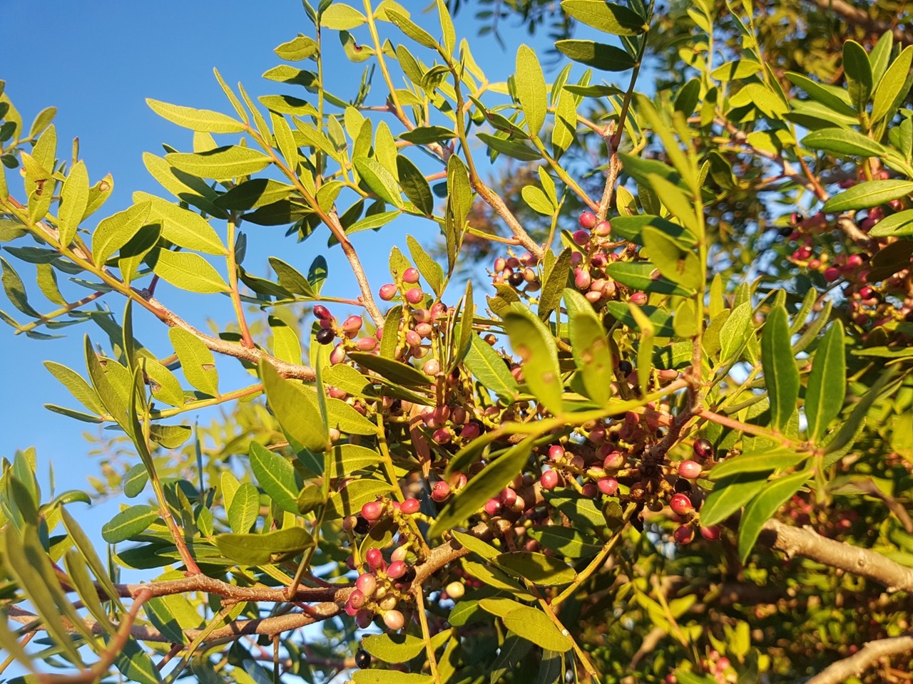 Terebinth Tree Meaning In The Bible Bible Wisdom Hub